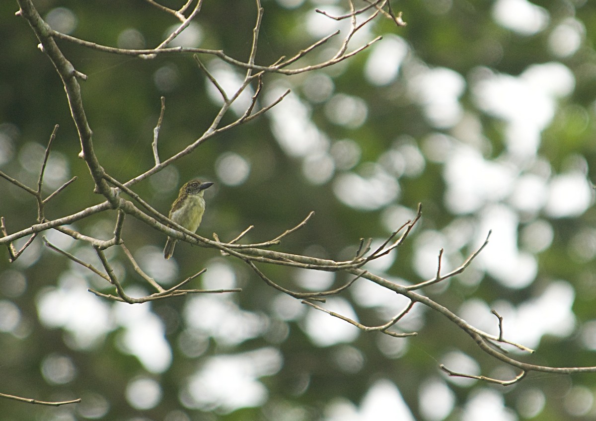 vousáček šupinkový - ML646451505