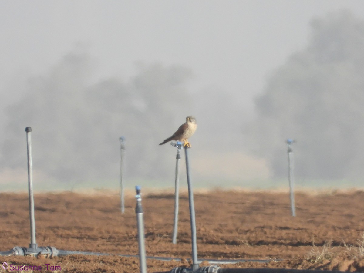 Eurasian Kestrel - ML646451506