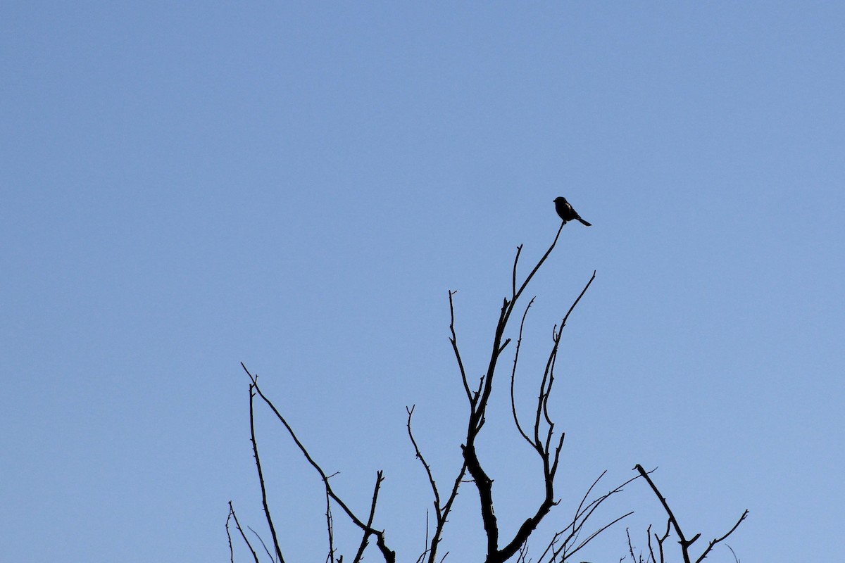 Northern Shrike - ML646451507