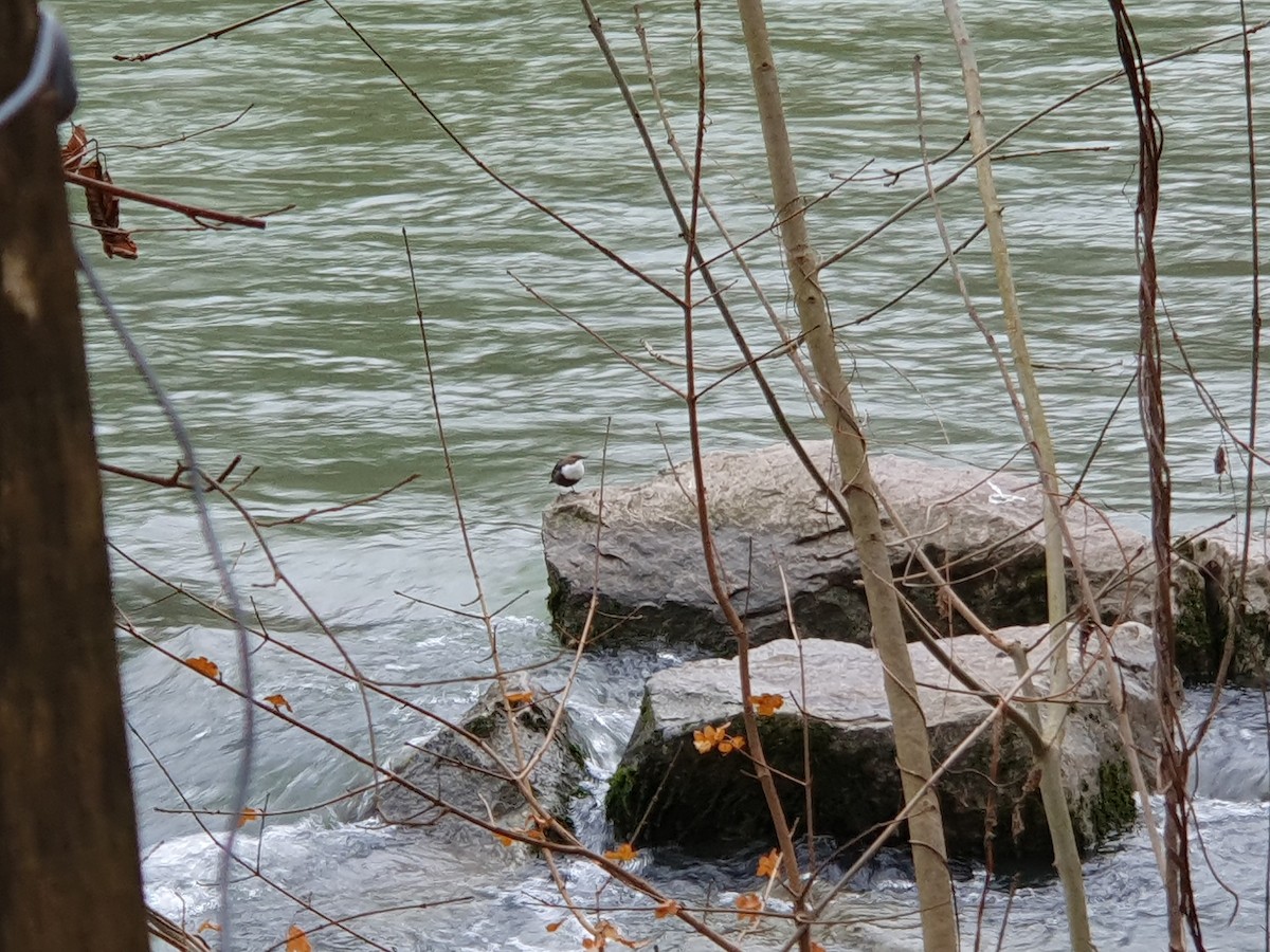 White-throated Dipper - ML646451512