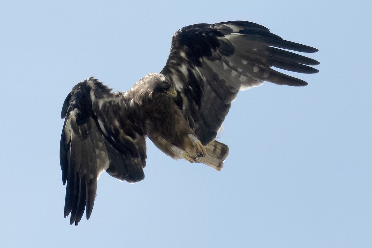 Booted Eagle - ML646451515