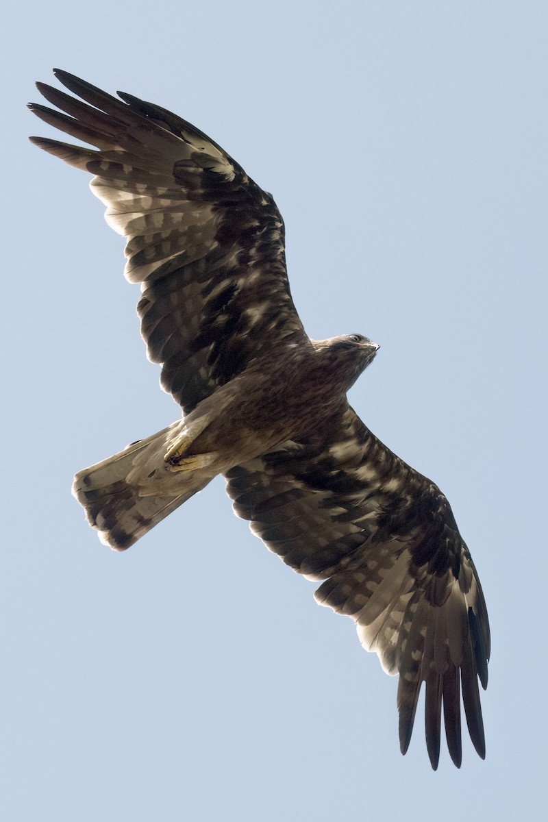 Booted Eagle - ML646451516