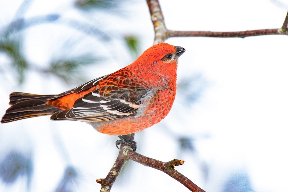 Щур - ML646451517