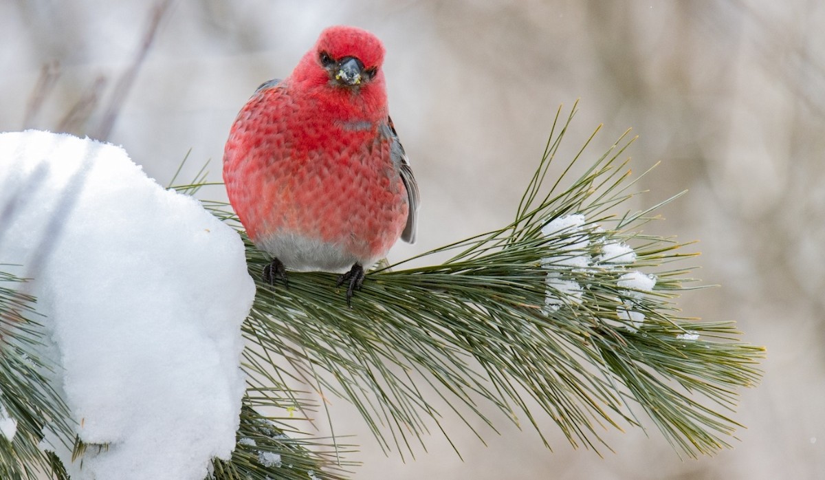 Щур - ML646451518