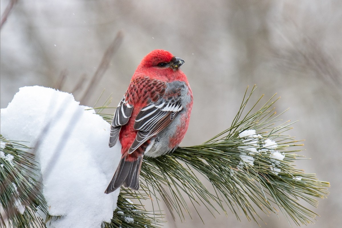 Щур - ML646451519