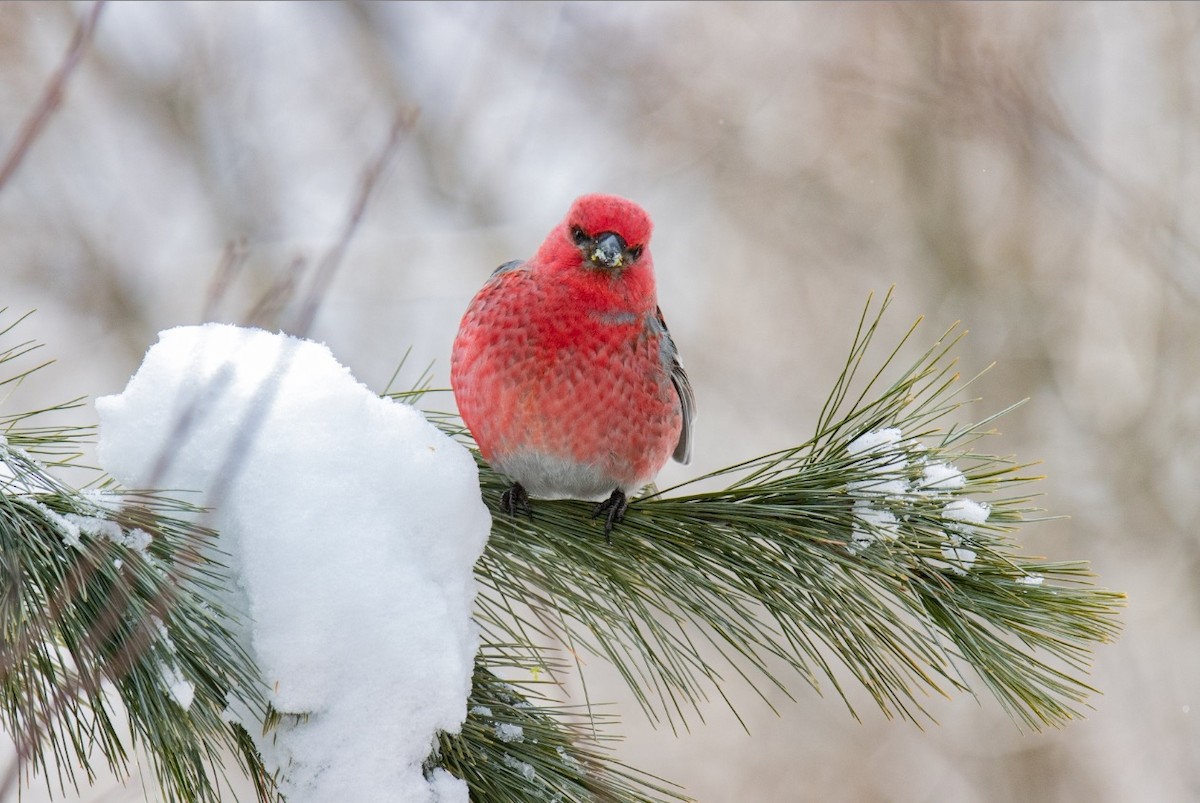 Щур - ML646451520