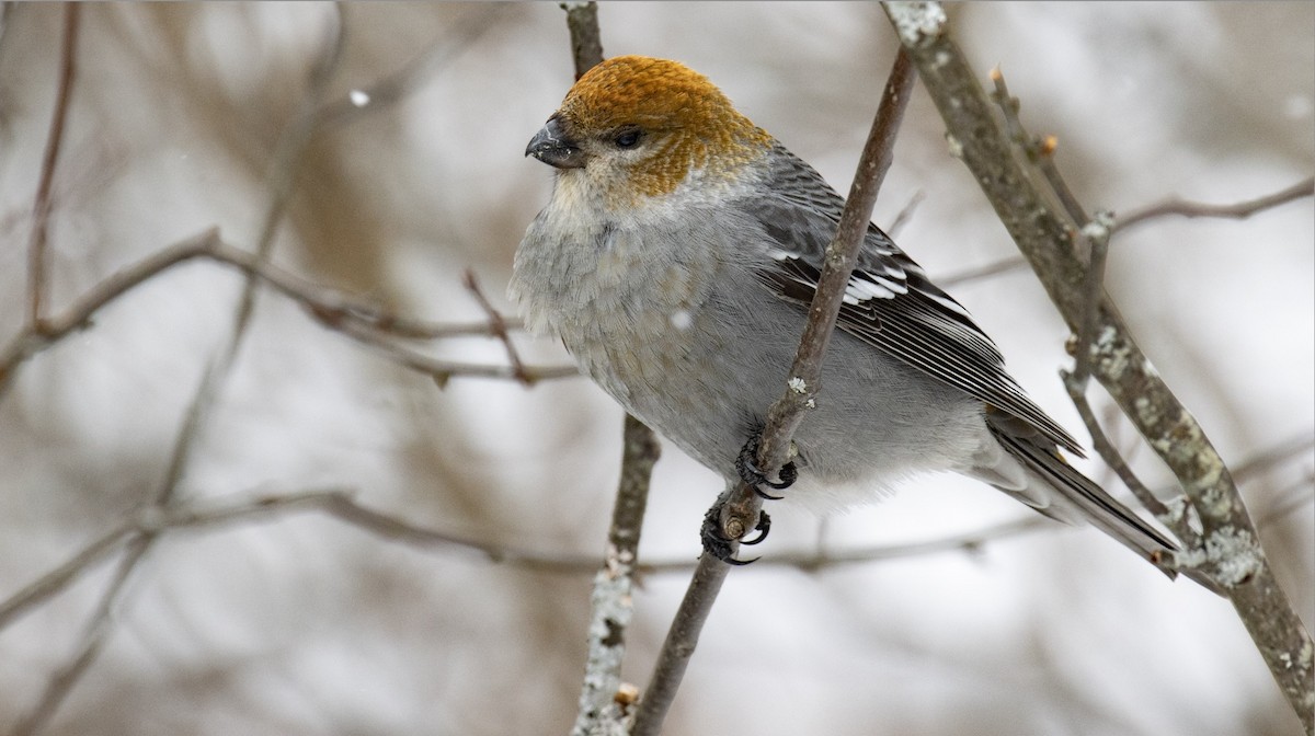 Щур - ML646451521