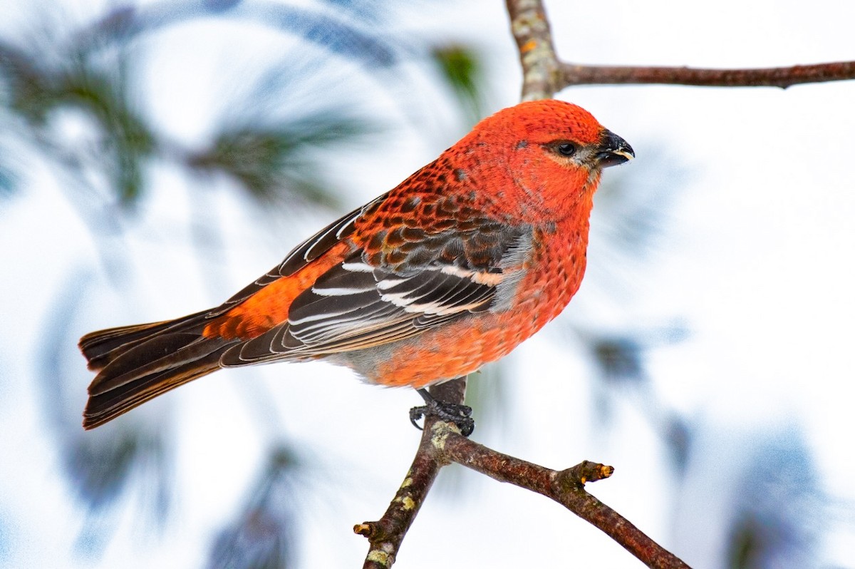 Щур - ML646451522