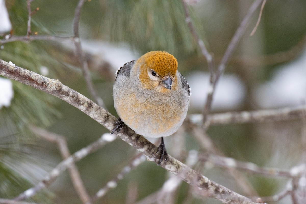 Щур - ML646451523