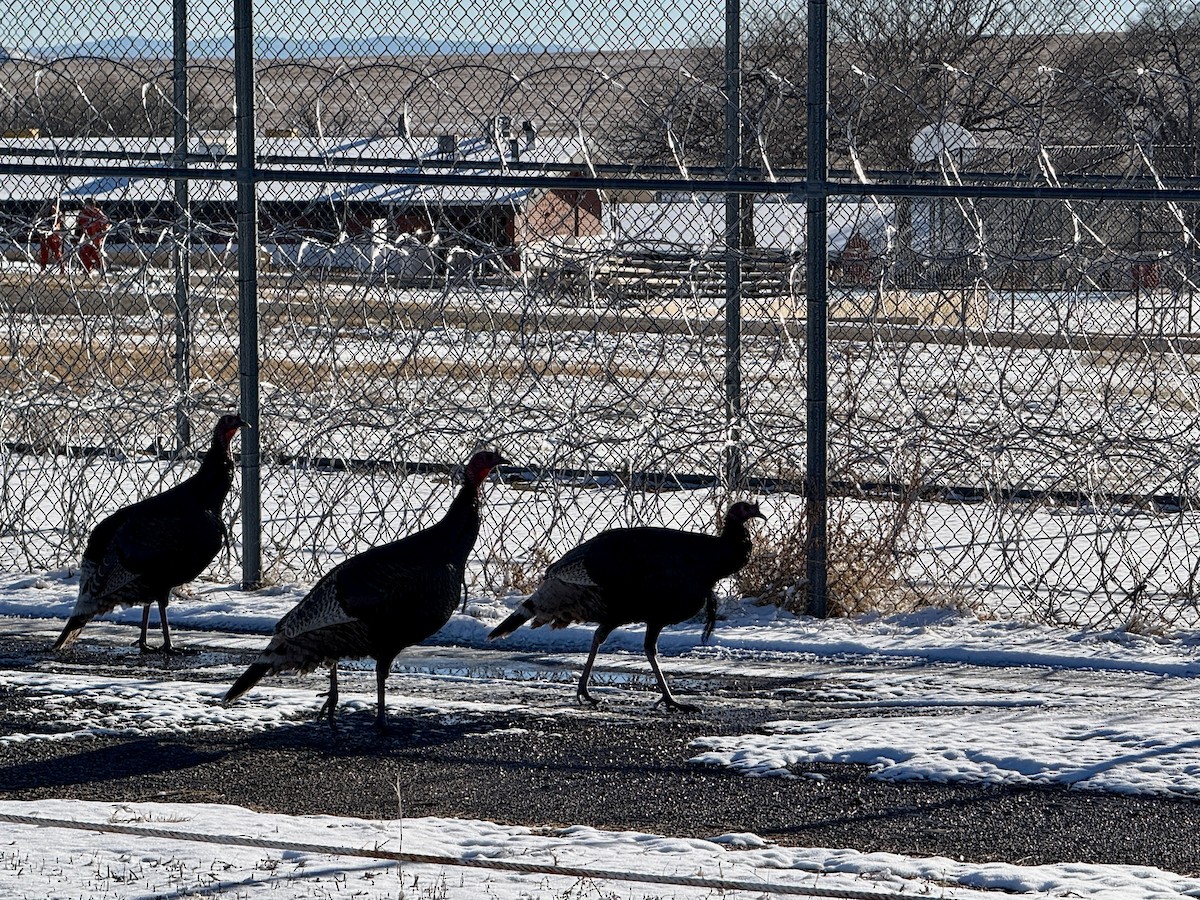 シチメンチョウ - ML646451526