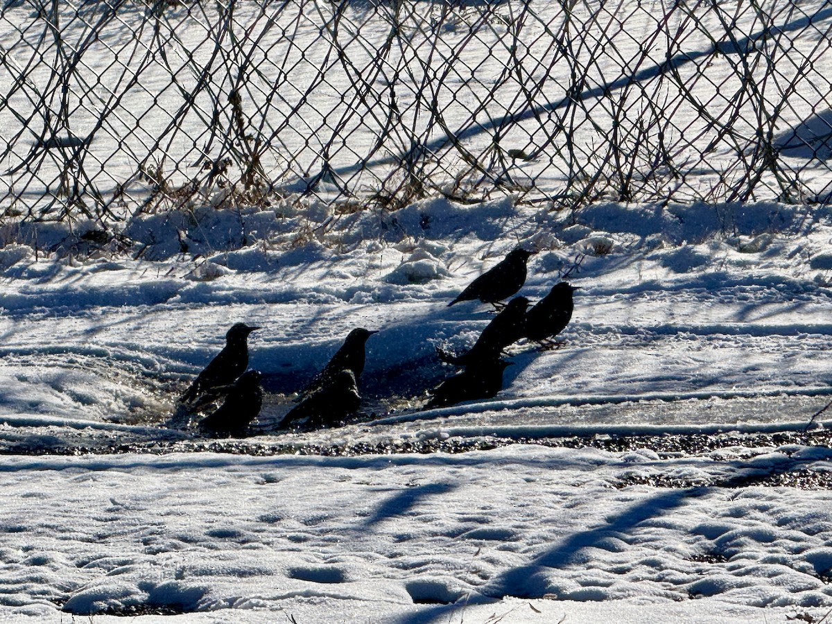 European Starling - ML646451528