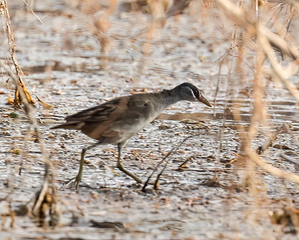 White-browed Crake - ML646451530