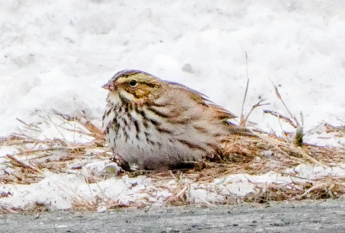 Savannah Sparrow - ML646451532
