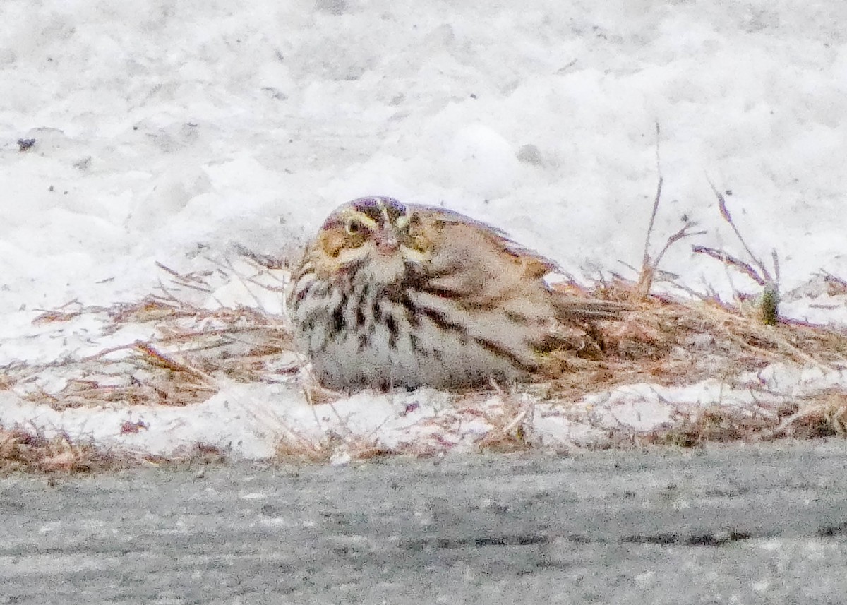 Savannah Sparrow - ML646451533