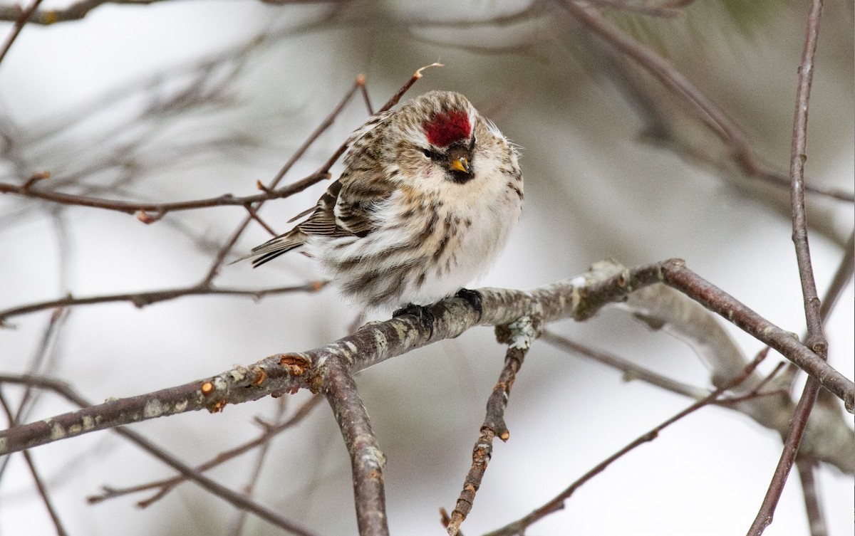 Чечётка - ML646451535