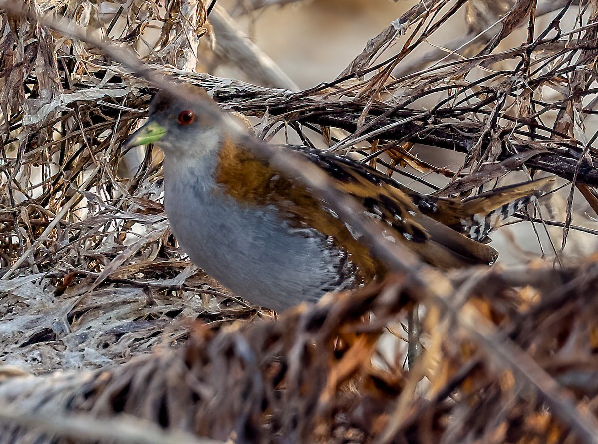 Baillon's Crake - ML646451536