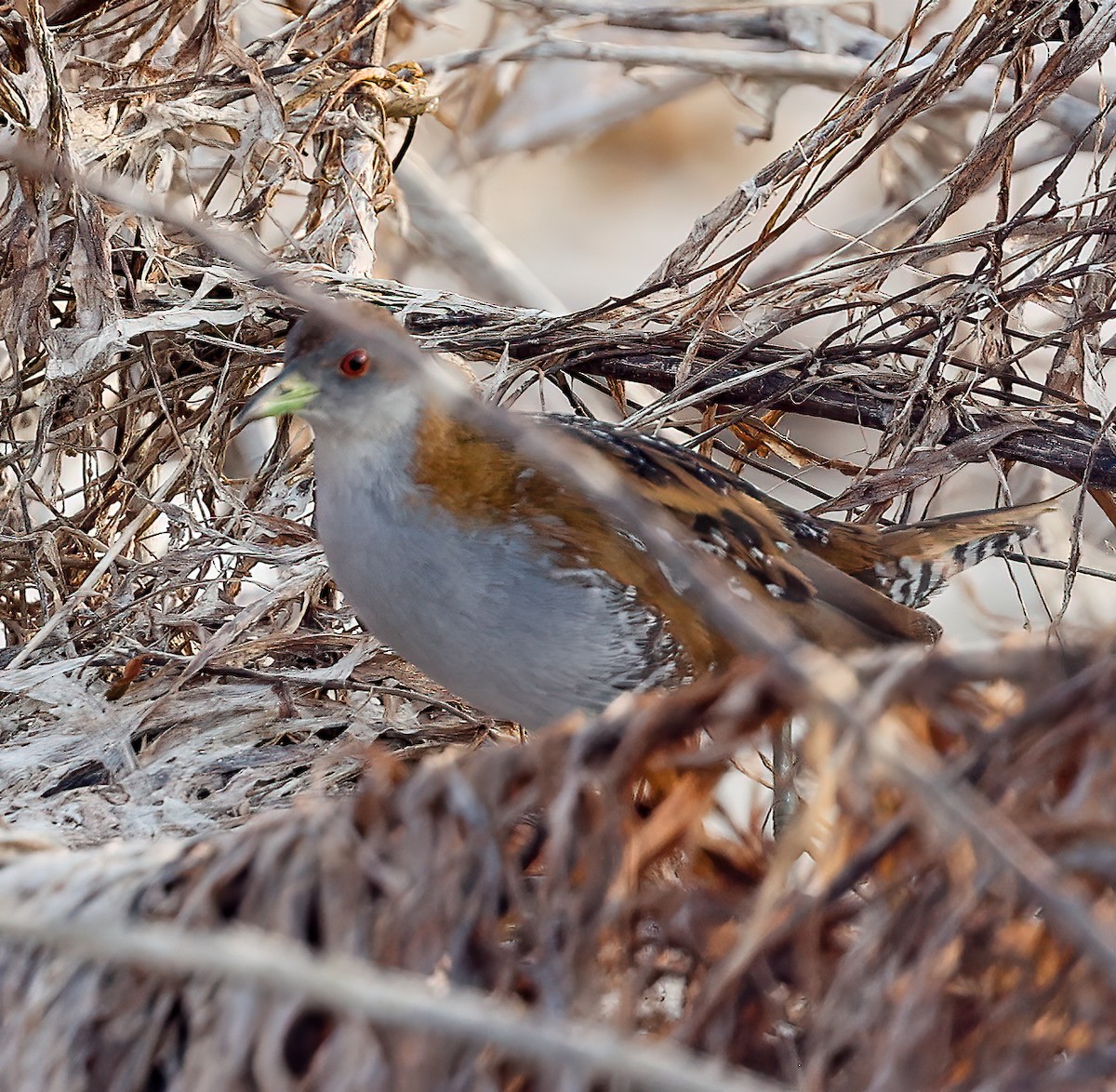 Baillon's Crake - ML646451538