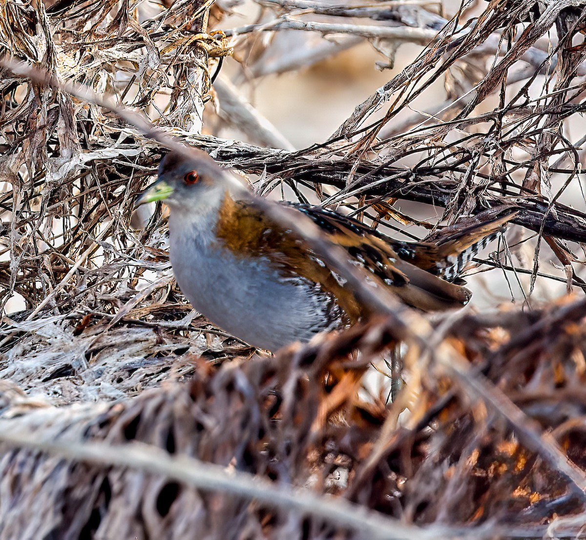 Baillon's Crake - ML646451539