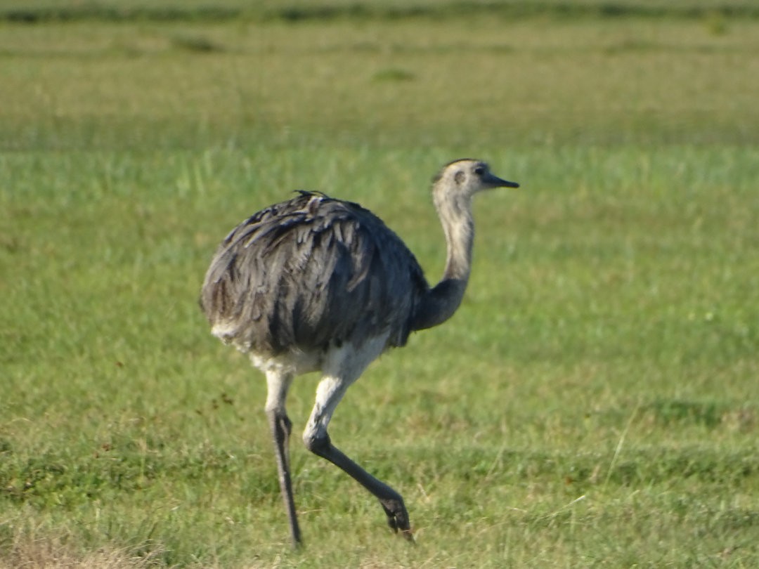 Ñandu nagusia - ML646451541