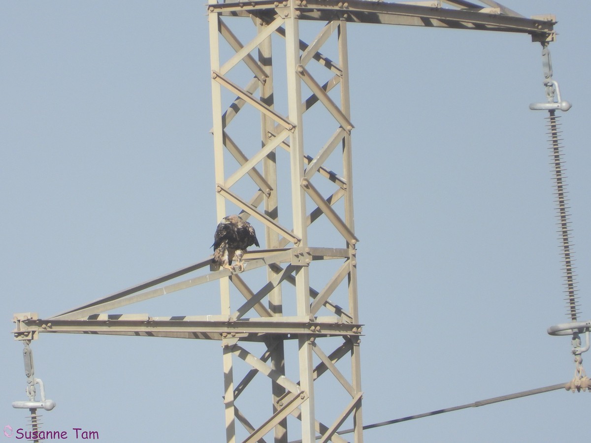 Imperial Eagle - ML646451542