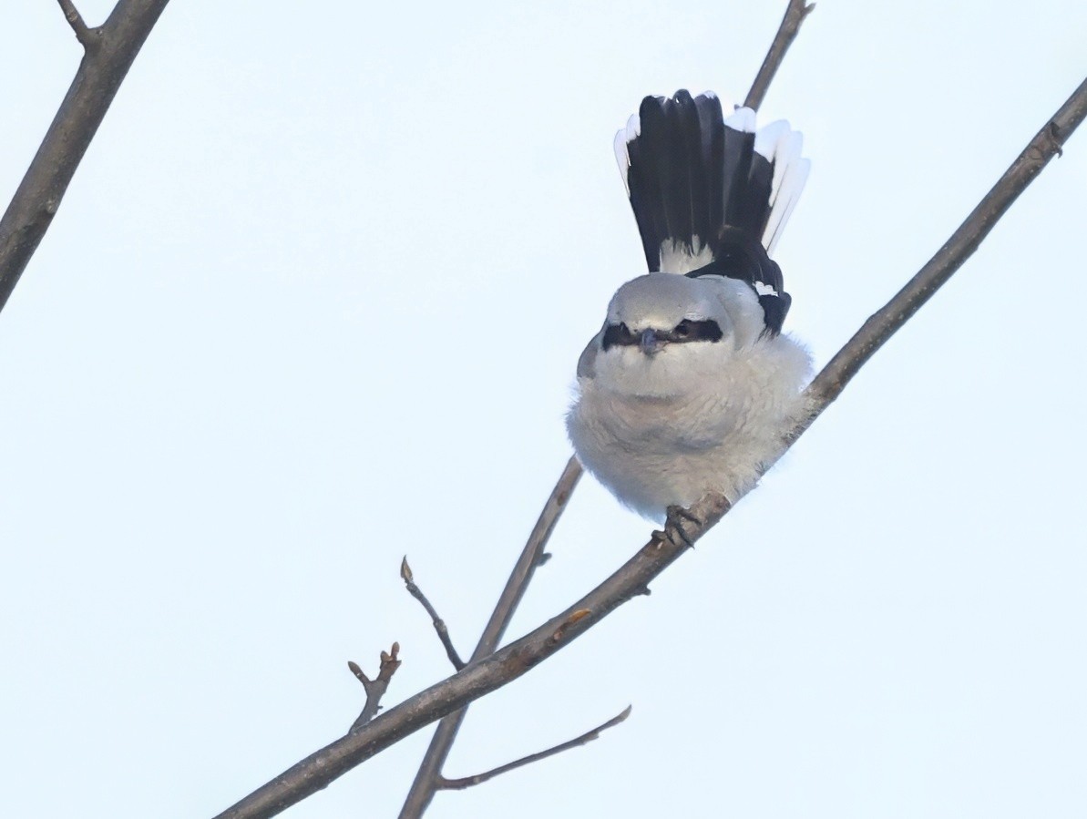 Taigaraubwürger - ML646451543