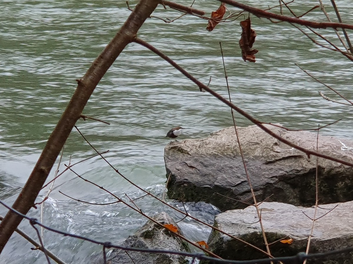 White-throated Dipper - ML646451544