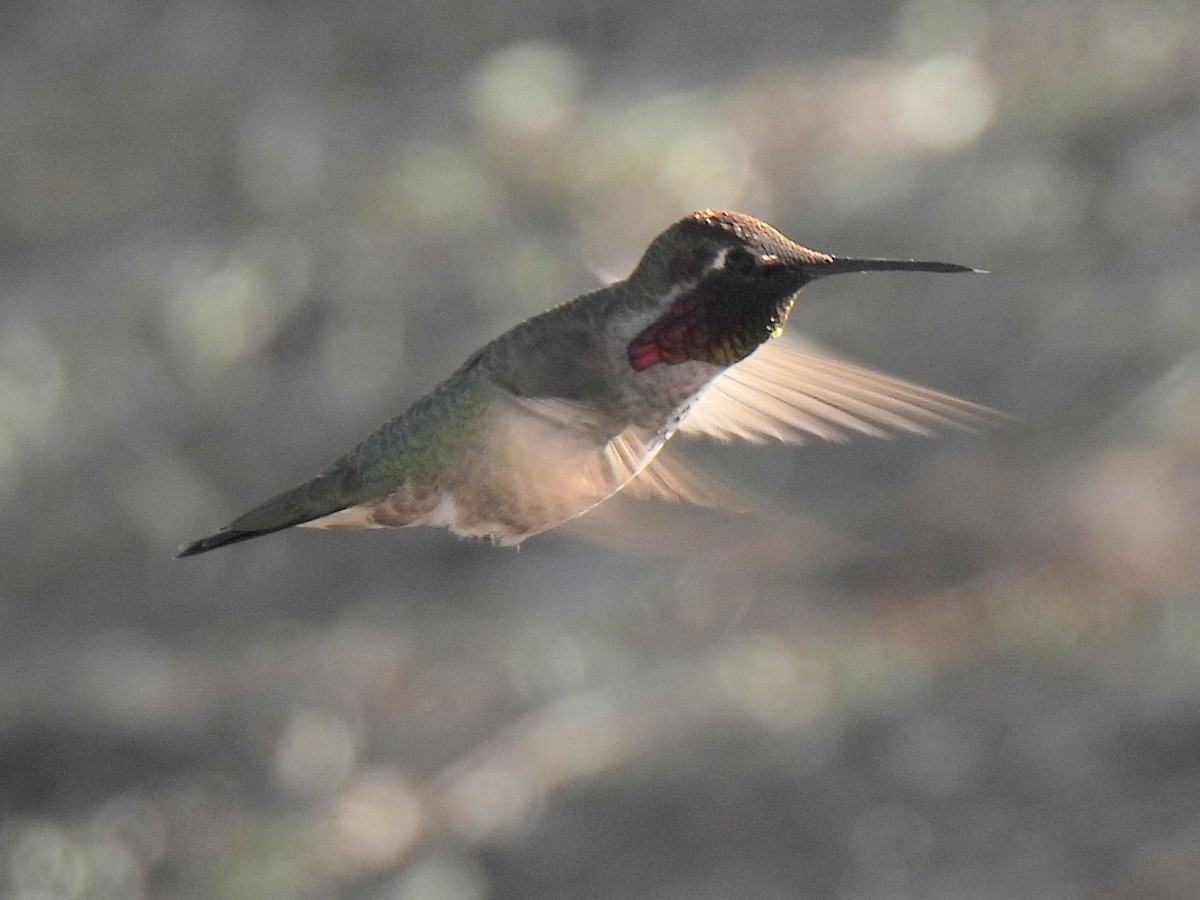 アンナハチドリ - ML646451546