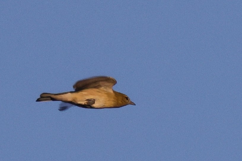 Каштановая древесница - ML646451549