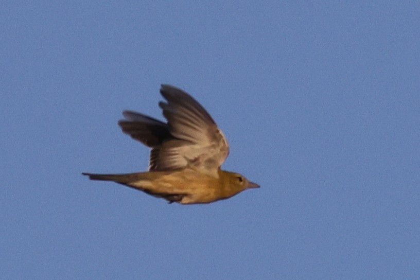 Каштановая древесница - ML646451560