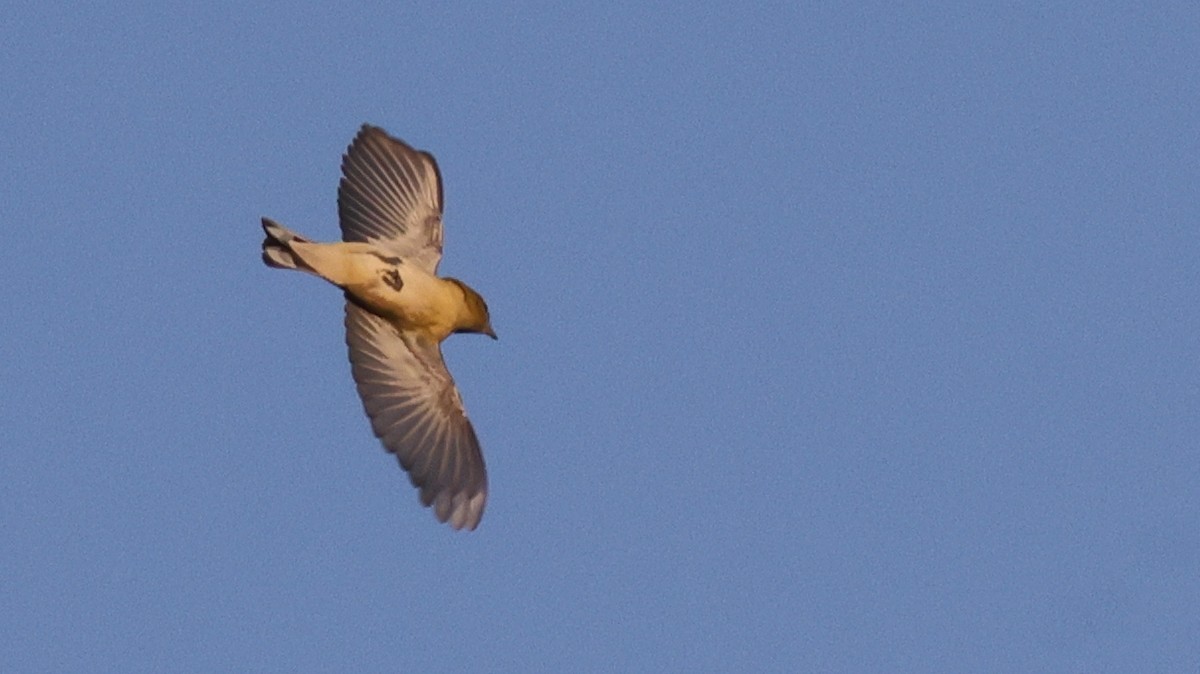 Каштановая древесница - ML646451565