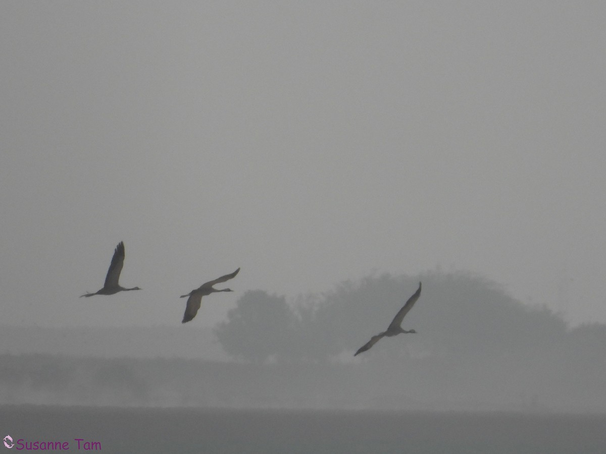 Common Crane - ML646451568