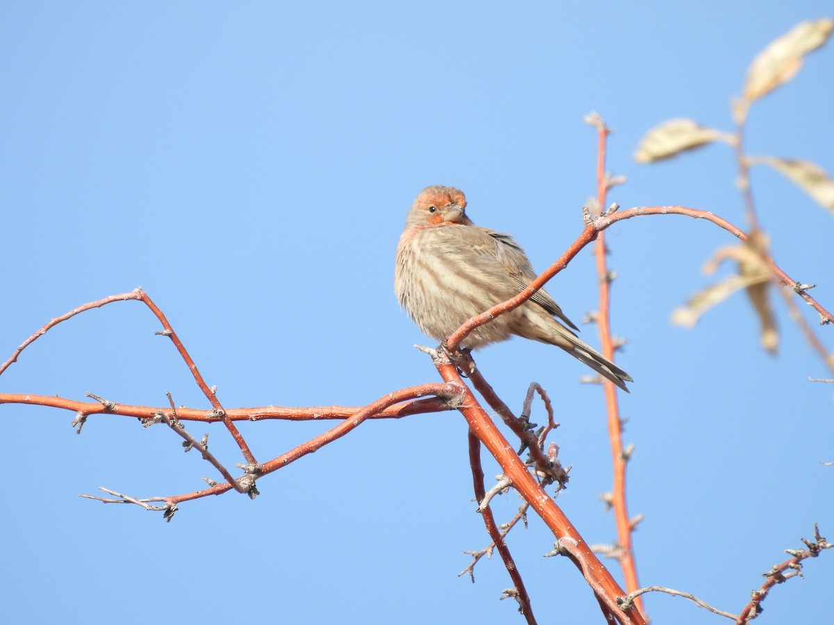 Мексиканская чечевица - ML646451569