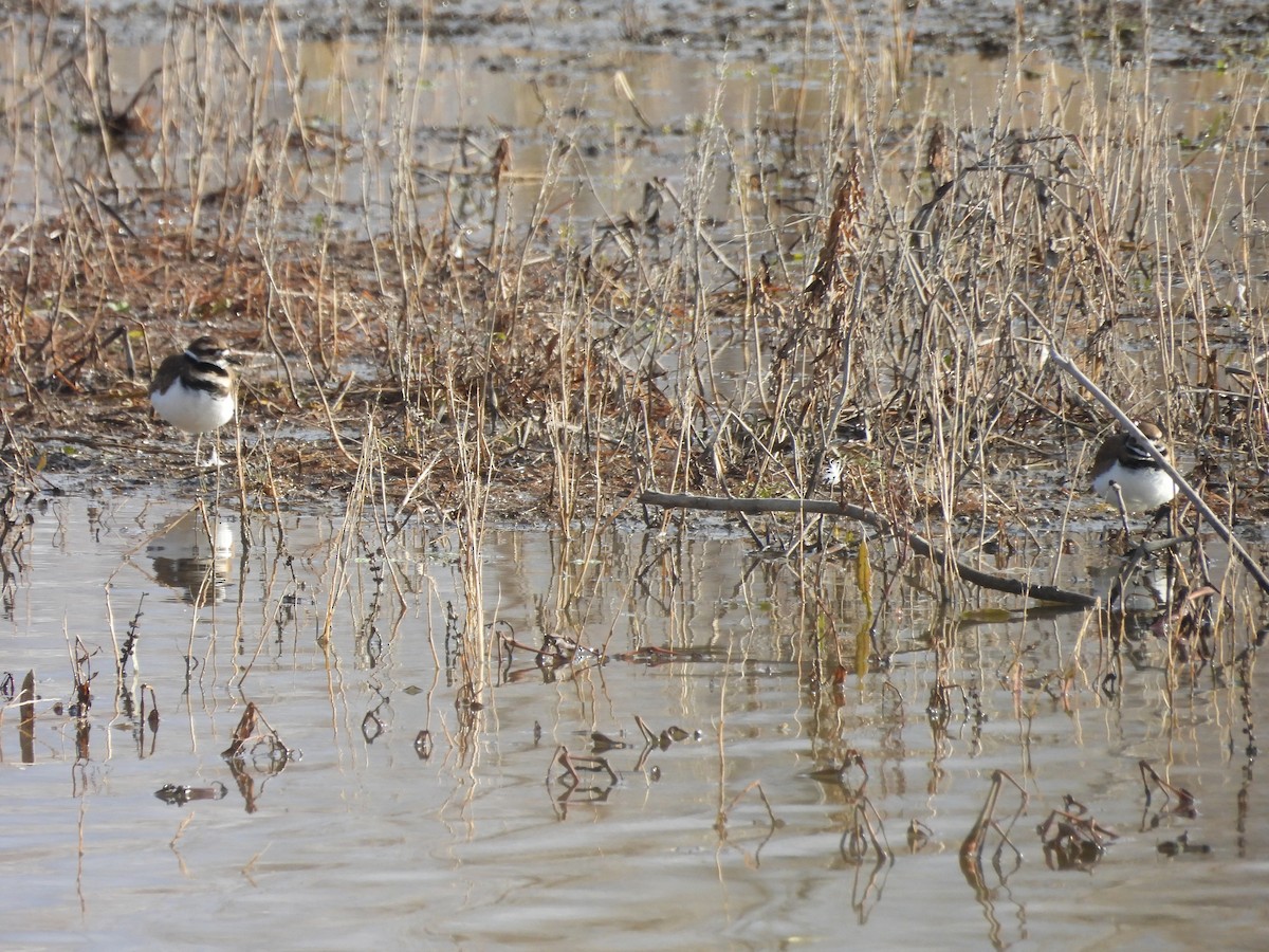 Крикливый зуёк - ML646451570