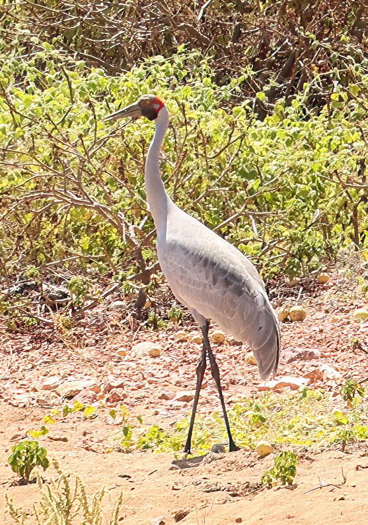 Австралийский журавль - ML646451571