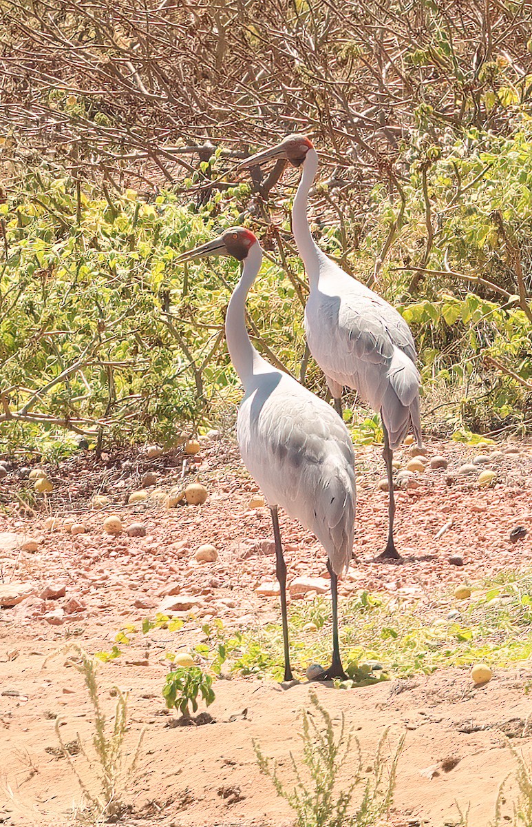 Австралийский журавль - ML646451572