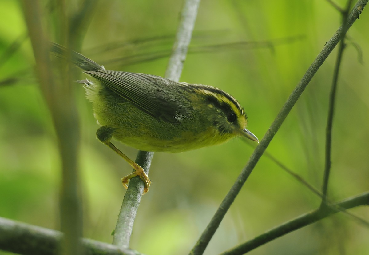 Yellow-throated Fulvetta - ML646451574