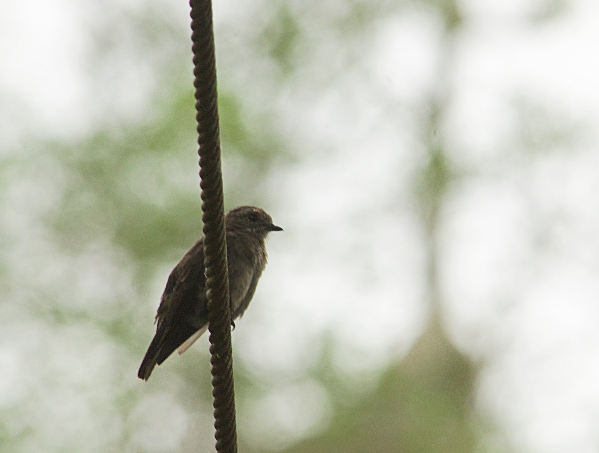 Ласточковая мухоловка - ML646451575