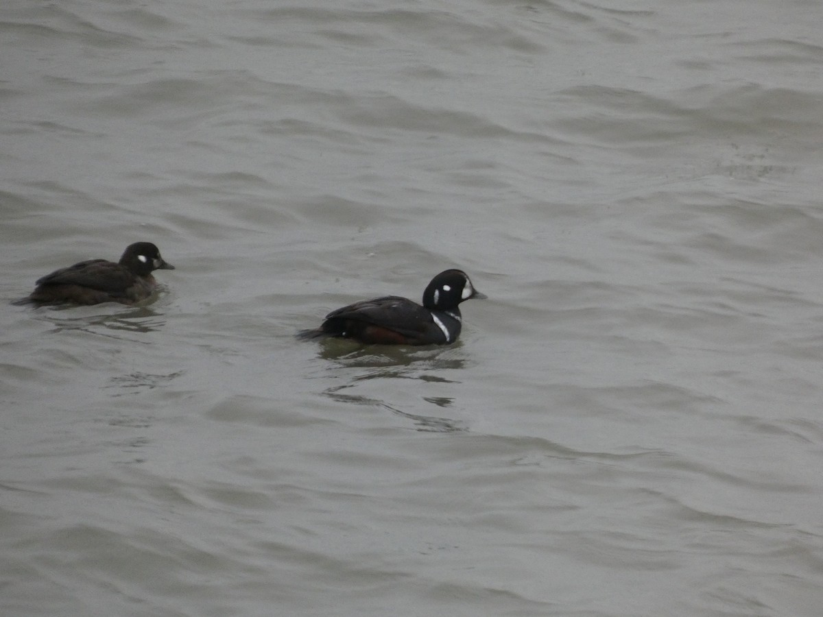 Harlequin Duck - ML646451576