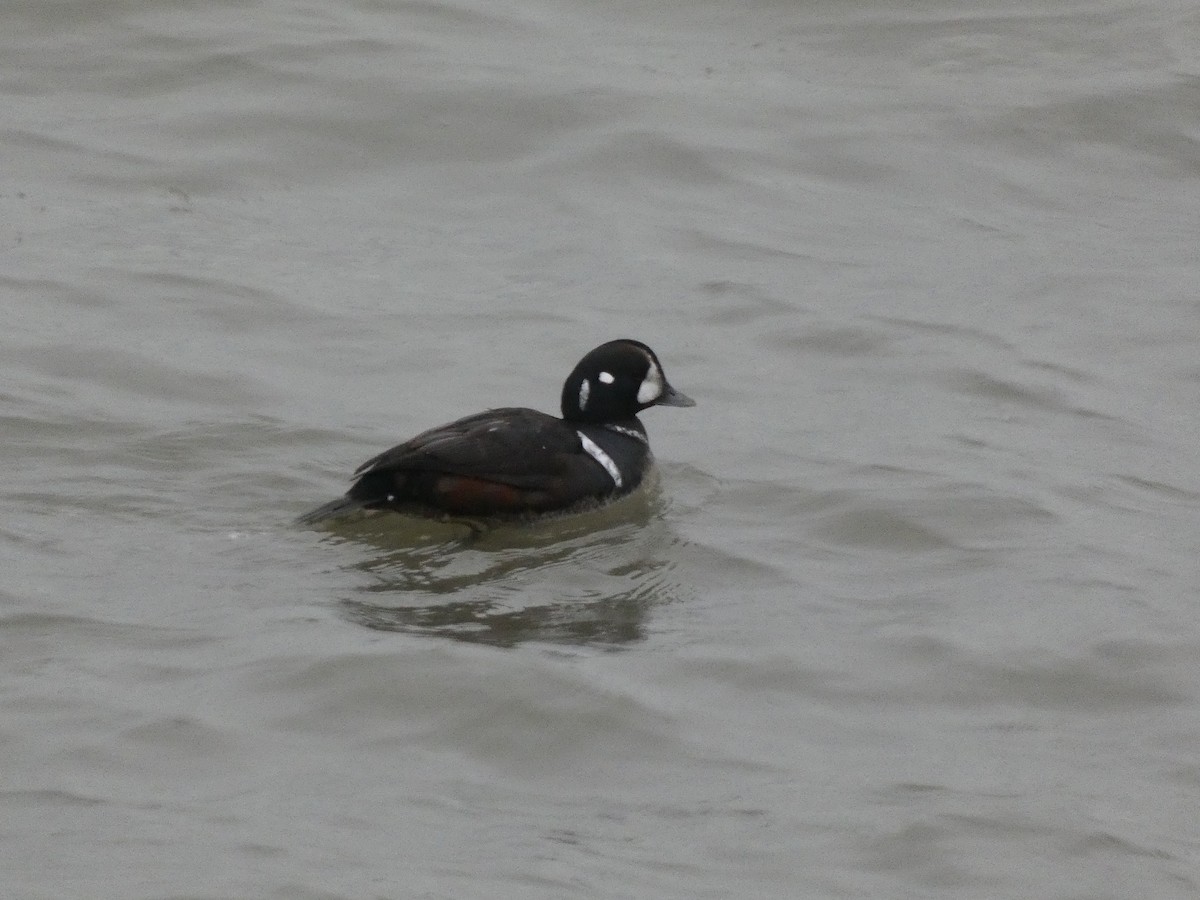 Harlequin Duck - ML646451578