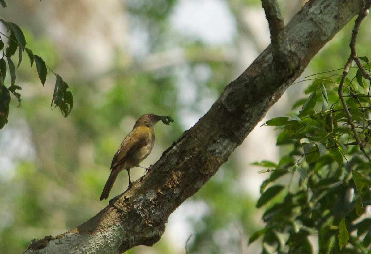 Узкоклювый бюльбюль - ML646451579