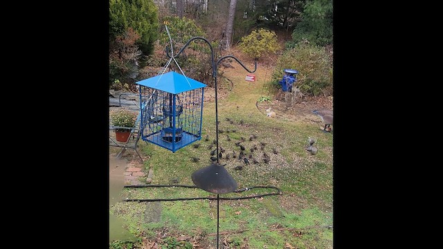 שחרורית חומת-ראש - ML646451580