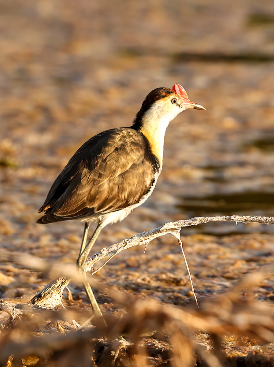 Шлемоносная якана - ML646451581