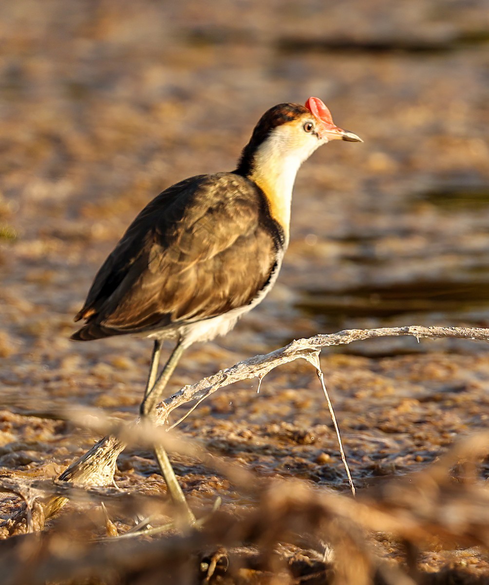 Шлемоносная якана - ML646451582