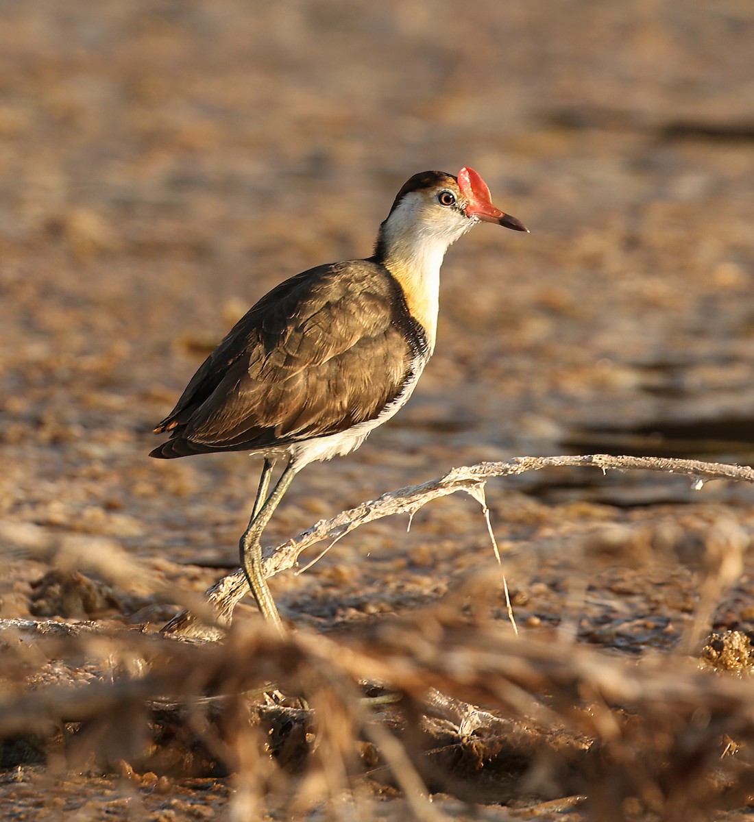 Шлемоносная якана - ML646451583