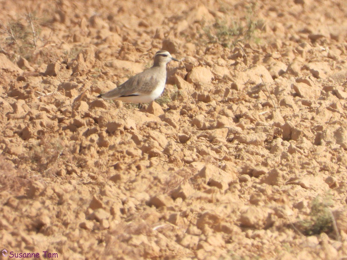 Sociable Lapwing - ML646451586