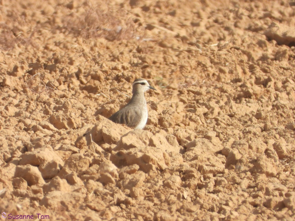 Sociable Lapwing - ML646451587