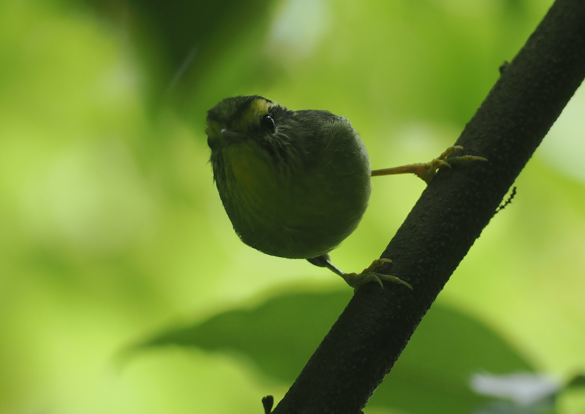 Yellow-throated Fulvetta - ML646451606