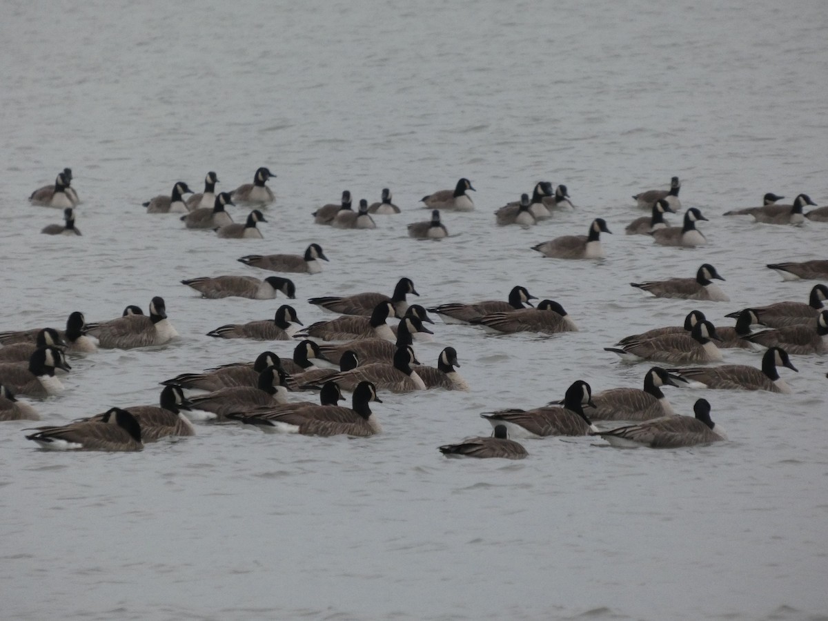Canada Goose - ML646451607