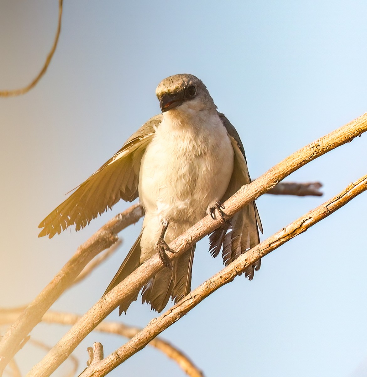 White-bellied Cuckooshrike - ML646451614