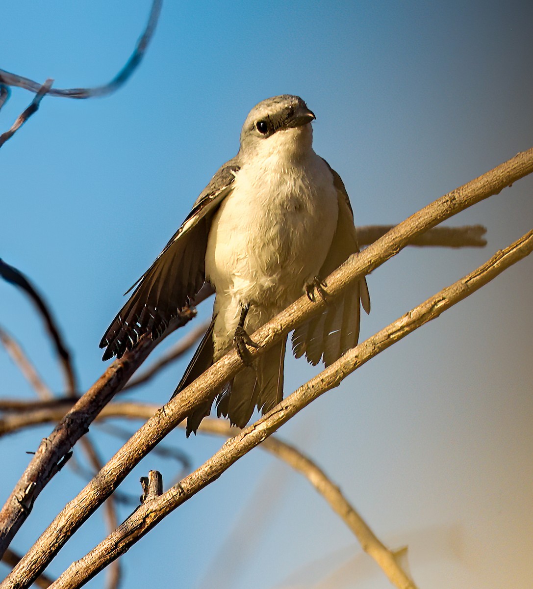 White-bellied Cuckooshrike - ML646451615